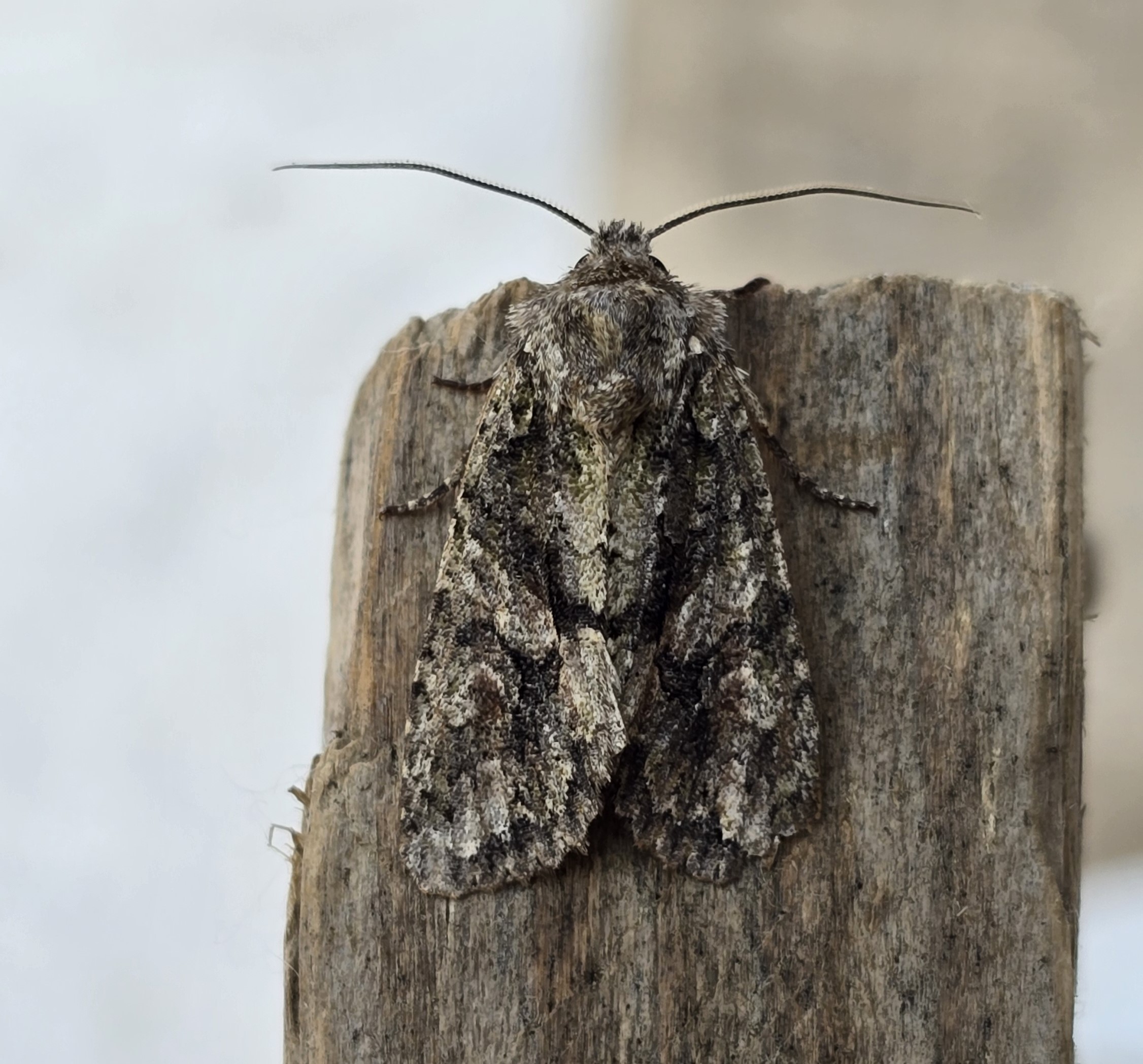 Photo of Brindled Green (Dryobotodes eremita)